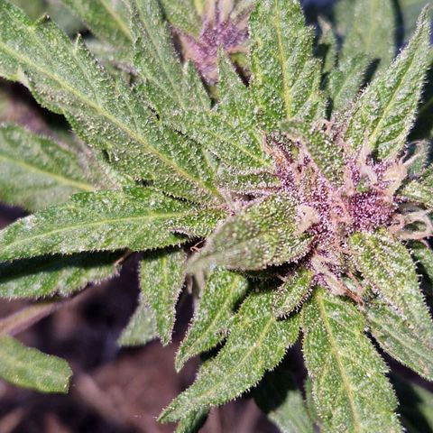 Apricot Gorilla Auto growlog timeline photo