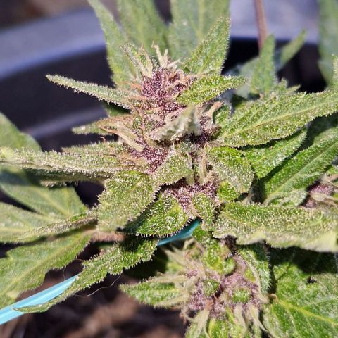 Apricot Gorilla Auto growlog timeline photo