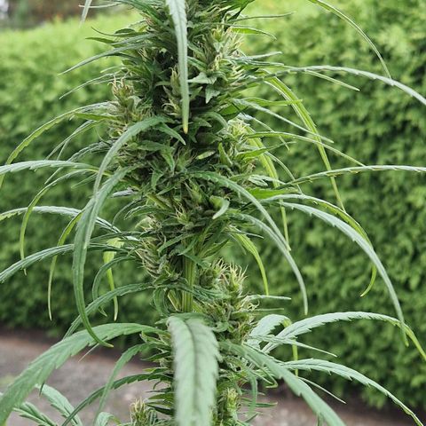 Ostsee Hanf growlog timeline photo