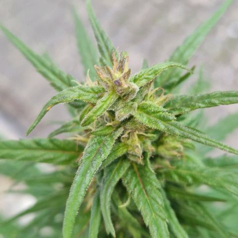 Ostsee Hanf growlog timeline photo