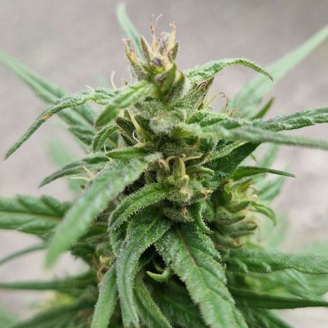 Ostsee Hanf growlog timeline photo