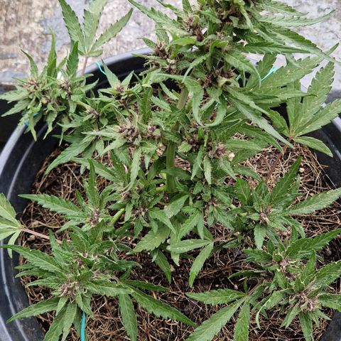 Apricot Gorilla Auto growlog timeline photo