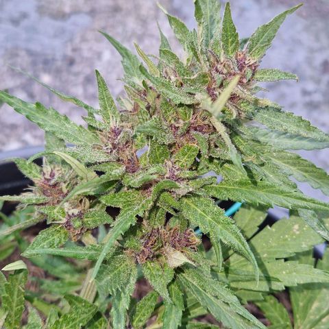 Apricot Gorilla Auto growlog timeline photo
