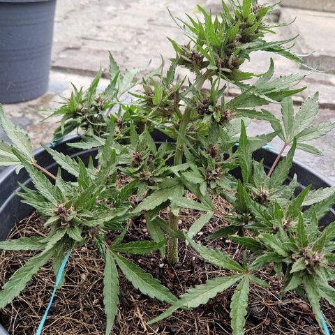 Apricot Gorilla Auto growlog timeline photo