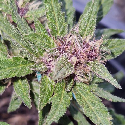 Apricot Gorilla Auto growlog timeline photo