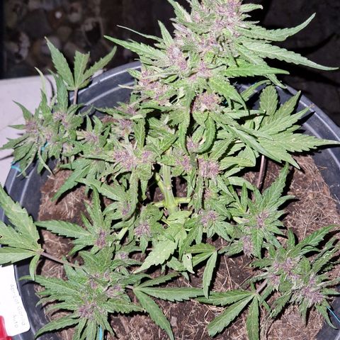 Apricot Gorilla Auto growlog timeline photo