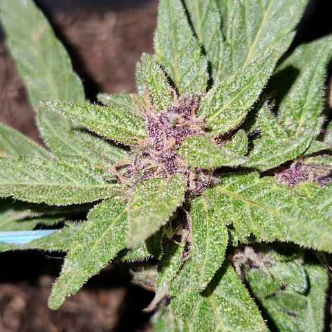Apricot Gorilla Auto growlog timeline photo