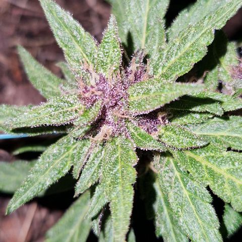 Apricot Gorilla Auto growlog timeline photo