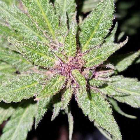 Apricot Gorilla Auto growlog timeline photo