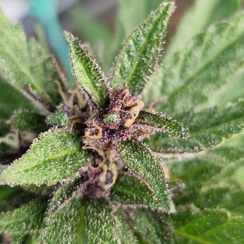 Apricot Gorilla Auto growlog timeline photo