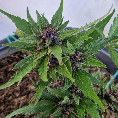 Apricot Gorilla Auto growlog timeline photo