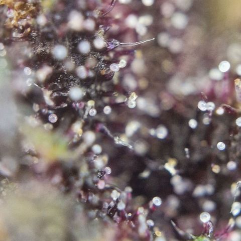 Apricot Gorilla Auto growlog timeline photo