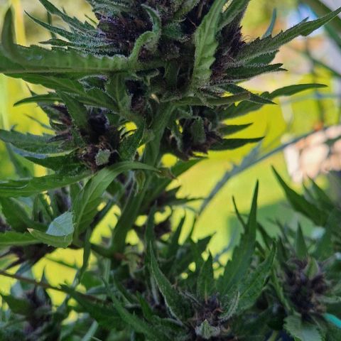 Apricot Gorilla Auto growlog timeline photo