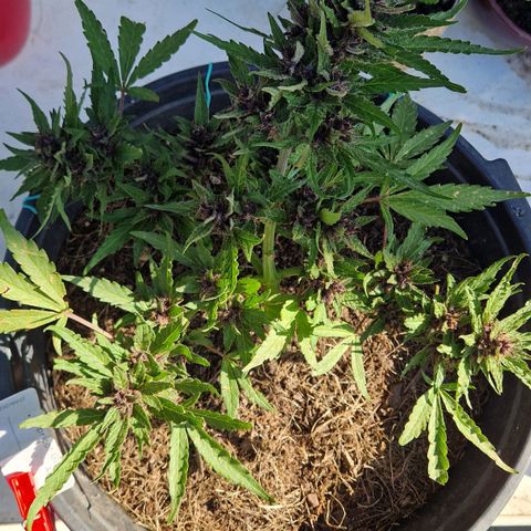 Apricot Gorilla Auto growlog timeline photo