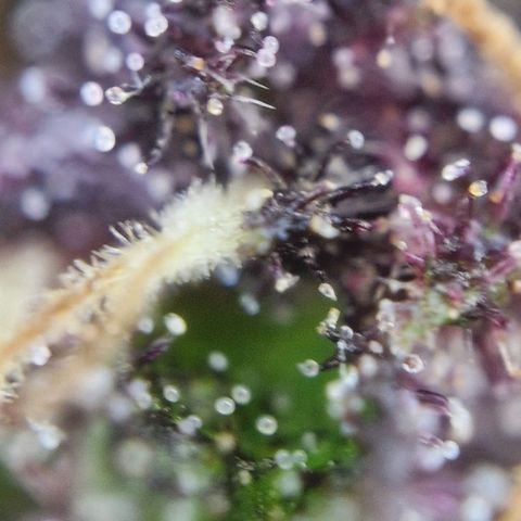 Apricot Gorilla Auto growlog timeline photo
