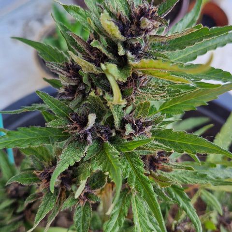 Apricot Gorilla Auto growlog timeline photo
