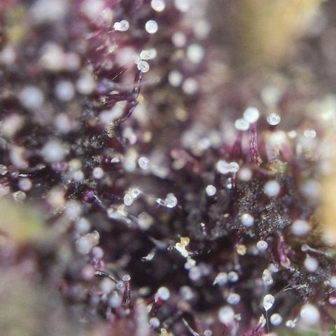 Apricot Gorilla Auto growlog timeline photo