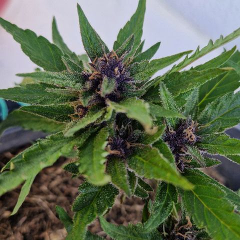 Apricot Gorilla Auto growlog timeline photo