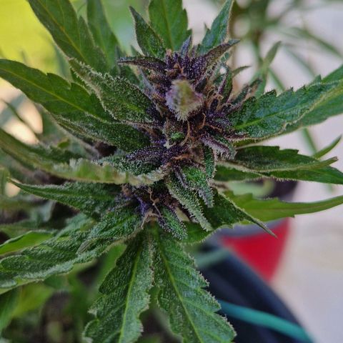Apricot Gorilla Auto growlog timeline photo