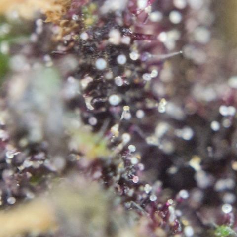 Apricot Gorilla Auto growlog timeline photo