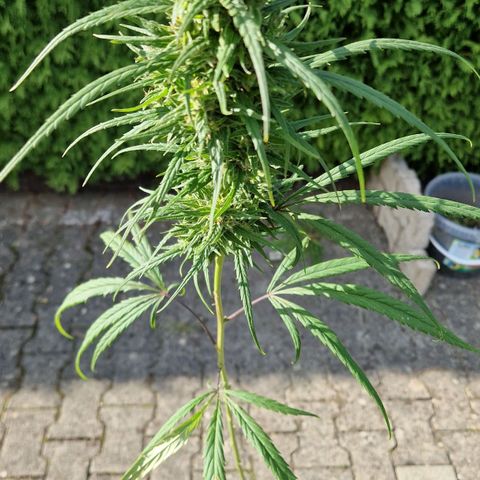 Ostsee Hanf growlog timeline photo