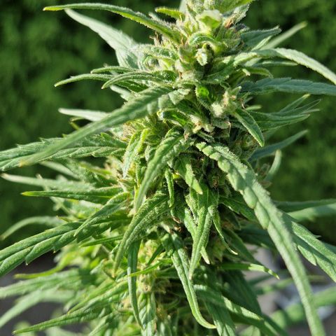 Ostsee Hanf growlog timeline photo