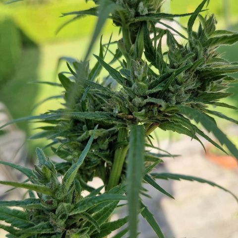 Ostsee Hanf growlog timeline photo