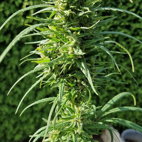 Ostsee Hanf growlog timeline photo