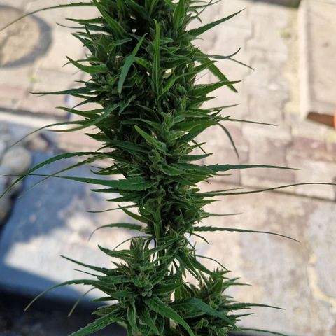 Ostsee Hanf growlog timeline photo