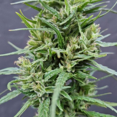 Ostsee Hanf growlog timeline photo