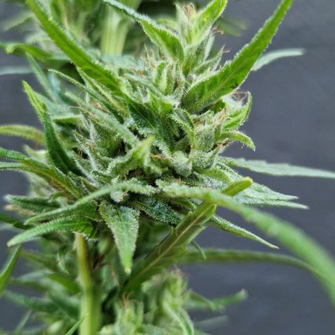 Ostsee Hanf growlog timeline photo