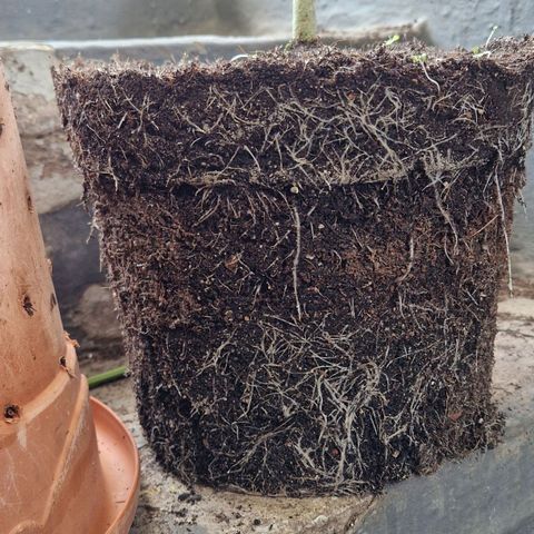 Ostsee Hanf growlog timeline photo