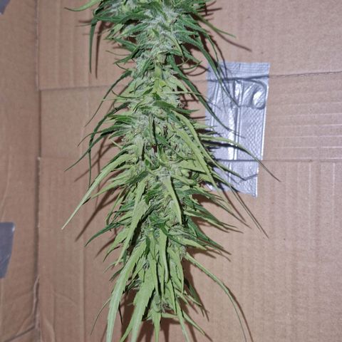 Ostsee Hanf growlog timeline photo