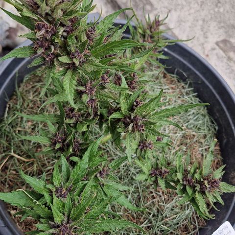 Apricot Gorilla Auto growlog timeline photo