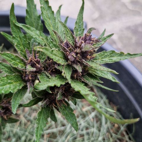 Apricot Gorilla Auto growlog timeline photo