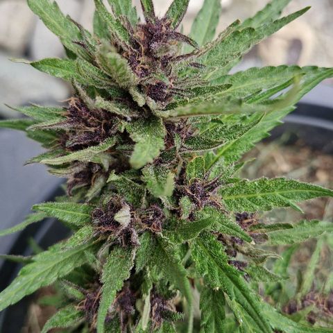 Apricot Gorilla Auto growlog timeline photo