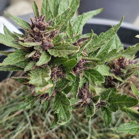 Apricot Gorilla Auto growlog timeline photo