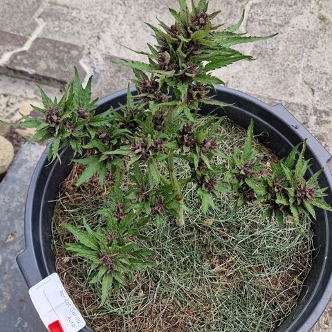 Apricot Gorilla Auto growlog timeline photo