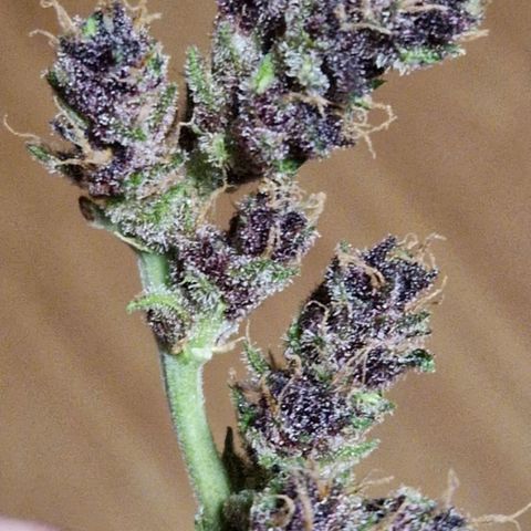 Apricot Gorilla Auto growlog photo: Kleiner Wet Trim