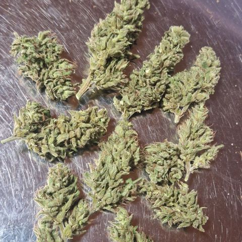 Ostsee Hanf growlog timeline photo