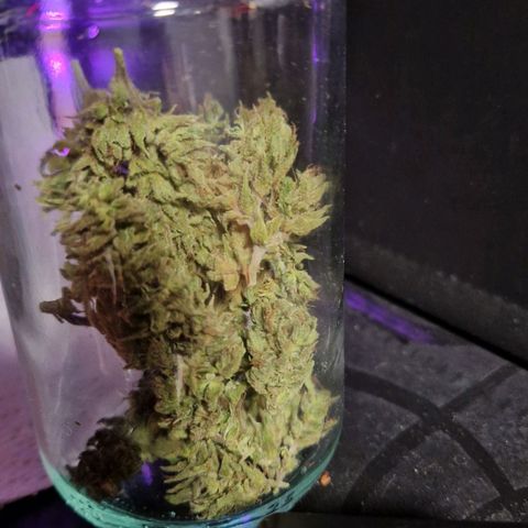 Ostsee Hanf growlog timeline photo