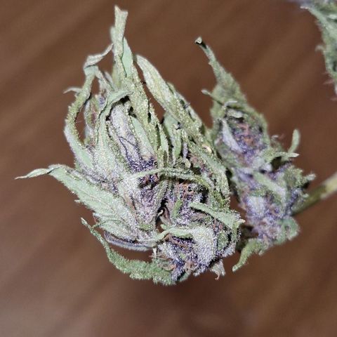 Apricot Gorilla Auto growlog timeline photo