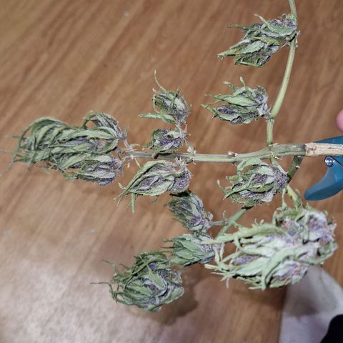Apricot Gorilla Auto growlog timeline photo