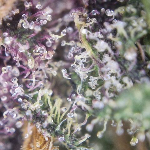 Apricot Gorilla Auto growlog timeline photo
