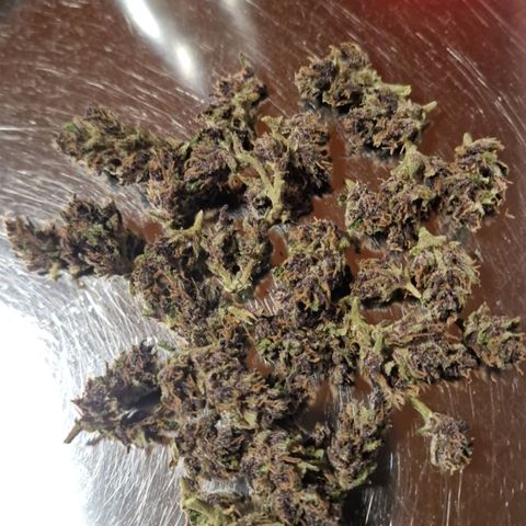 Apricot Gorilla Auto growlog timeline photo