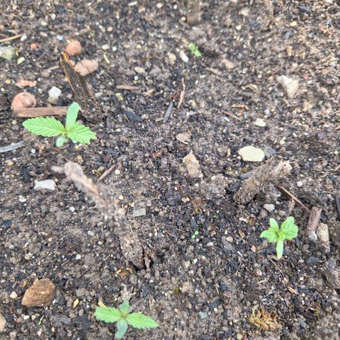 Big Boy Garten growlog timeline photo