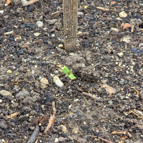Big Boy Garten growlog timeline photo