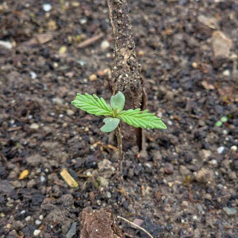 Big Boy Garten growlog timeline photo