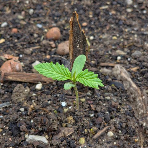 Big Boy Garten growlog timeline photo