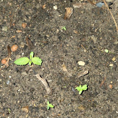 Big Boy Garten growlog timeline photo